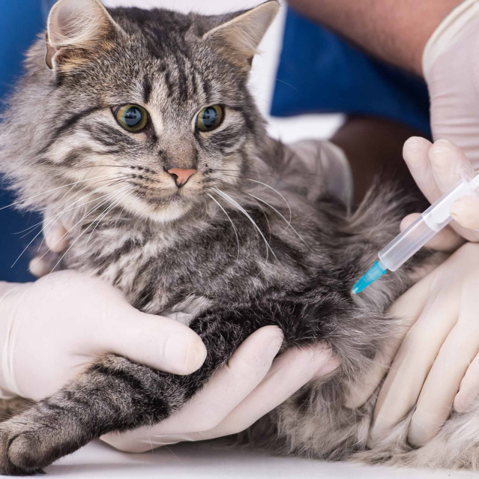 Где сделать бесплатную прививку кошкам. Вакцинация кошек. Прививка для кошек. Вакцины для кошек. Бешенство прививка кошке.
